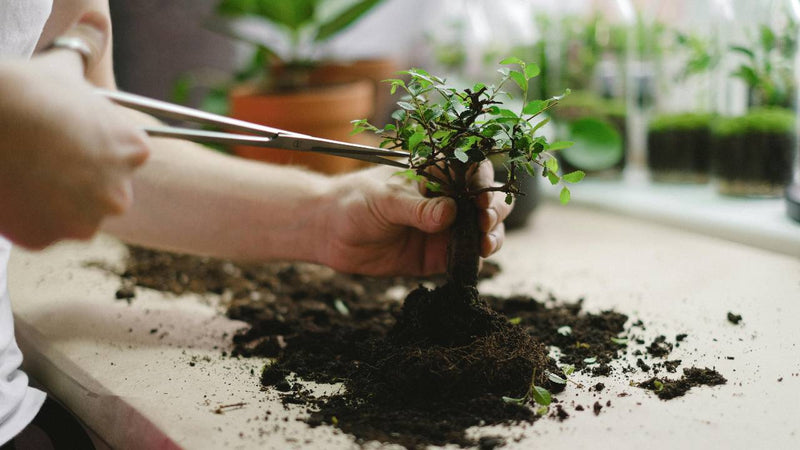 Wanneer is het tijd om mijn bonsai boom te snoeien?