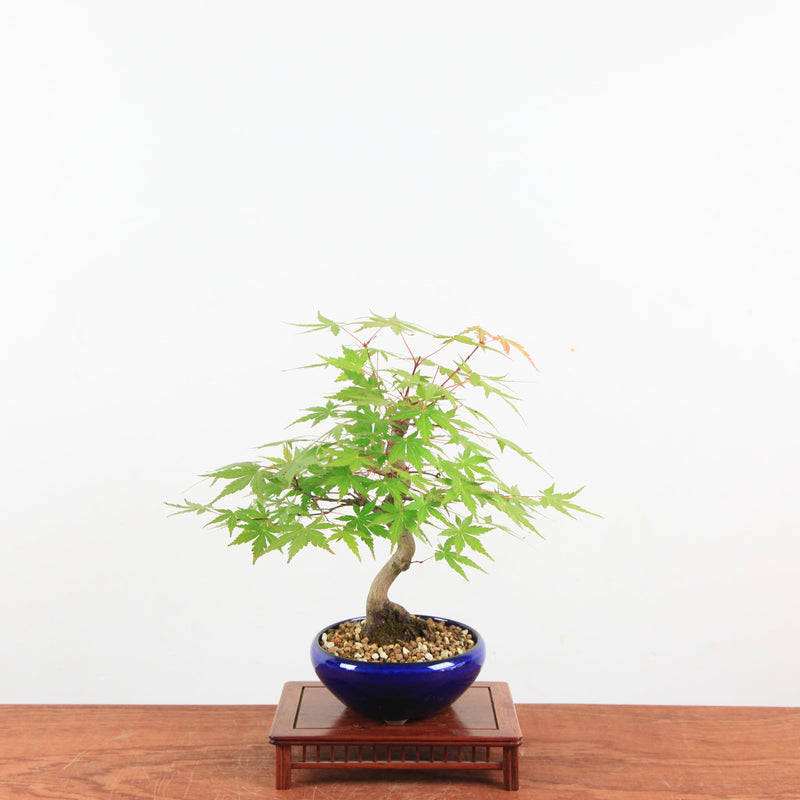 Bonsai Acer Palmatum