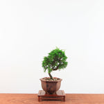Bonsai Juniperus Chinensis 'itoigawa'