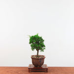 Bonsai Juniperus Chinensis 'itoigawa'