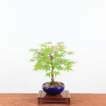 Bonsai Acer Palmatum