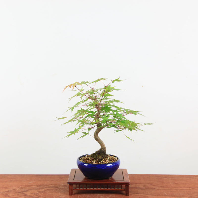 Bonsai Acer Palmatum