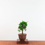 Bonsai Juniperus Chinensis 'itoigawa'