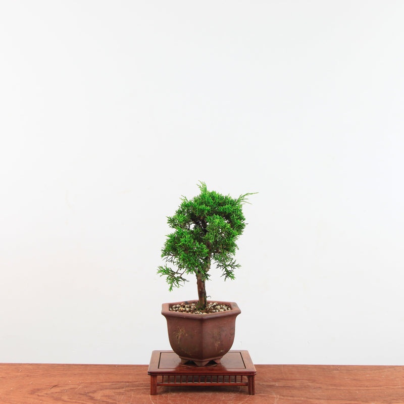 Bonsai Juniperus Chinensis 'itoigawa'