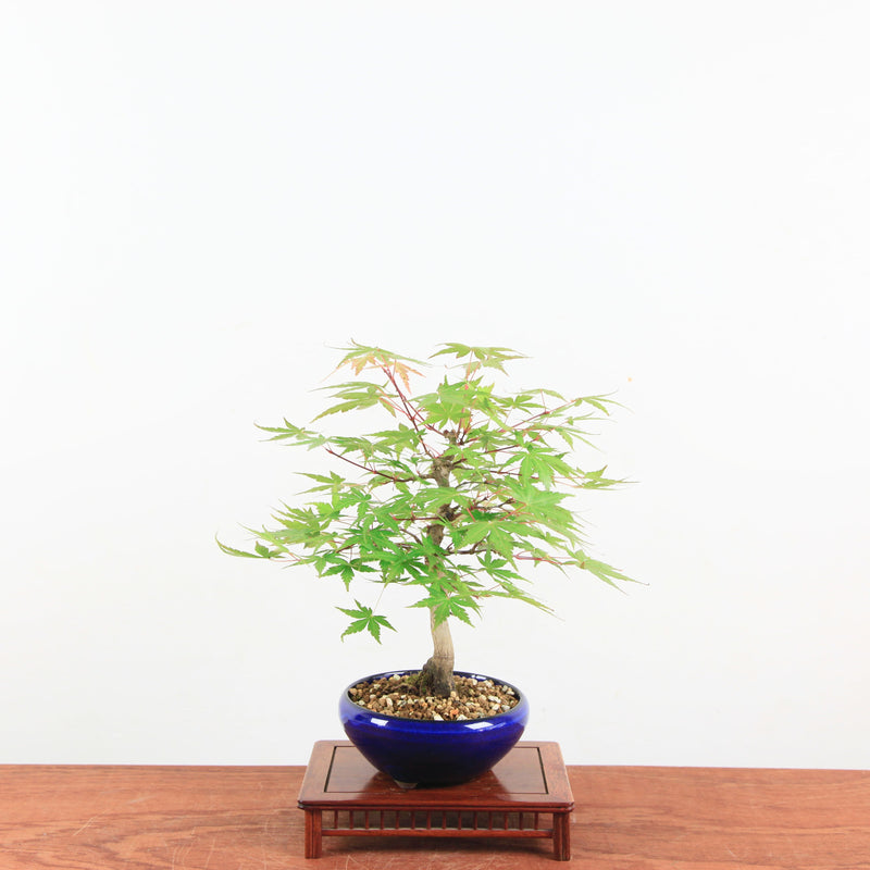 Bonsai Acer Palmatum