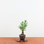 Bonsai Pinus thunbergii 'Kurume zwarte den' Corticosa