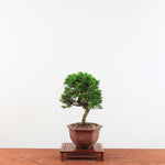 Bonsai Juniperus Chinensis 'itoigawa'