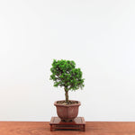Bonsai Juniperus Chinensis 'itoigawa'