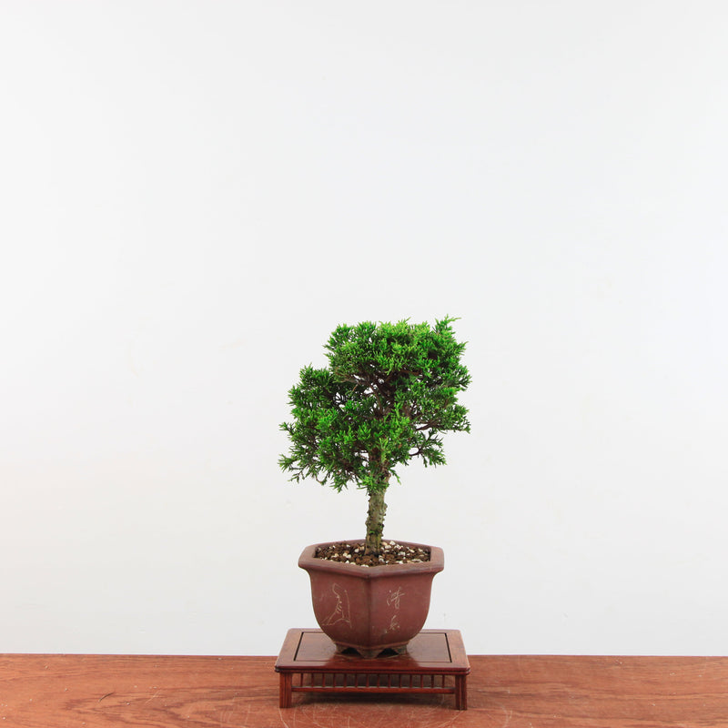 Bonsai Juniperus Chinensis 'itoigawa'