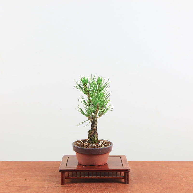 Bonsai Pinus thunbergii 'Kurume zwarte den' Corticosa