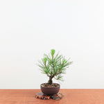 Bonsai Pinus thunbergii 'Kurume zwarte den' Corticosa