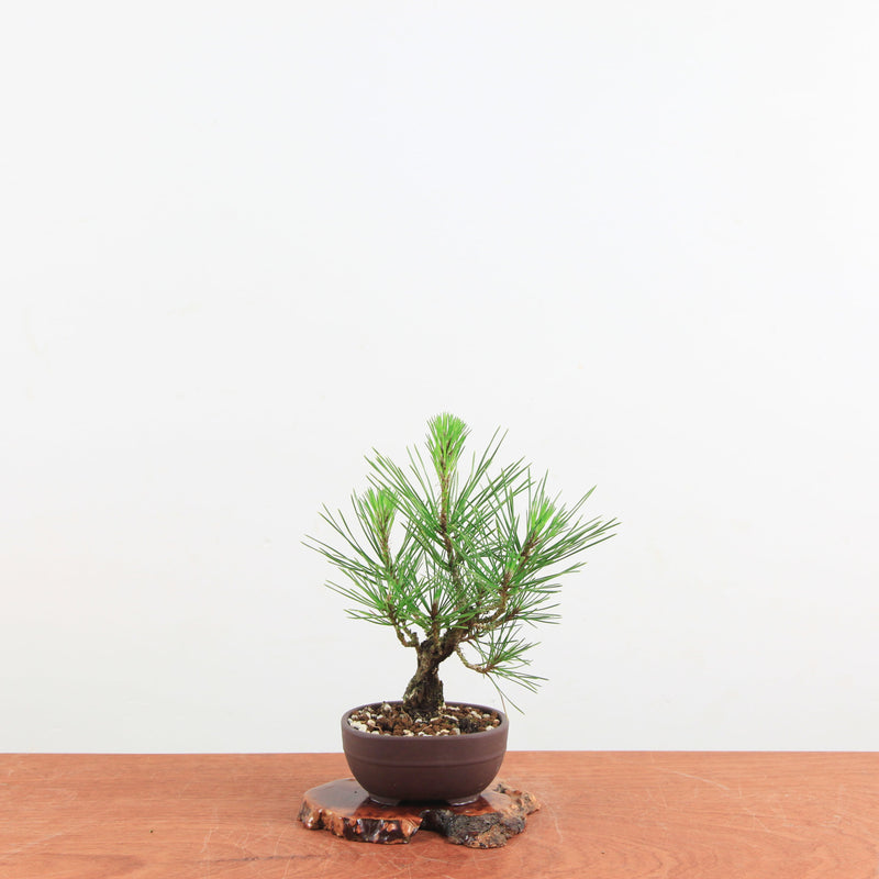 Bonsai Pinus thunbergii 'Kurume zwarte den' Corticosa