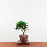 Bonsai Juniperus Chinensis 'itoigawa'