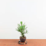 Bonsai Pinus thunbergii 'Kurume zwarte den' Corticosa