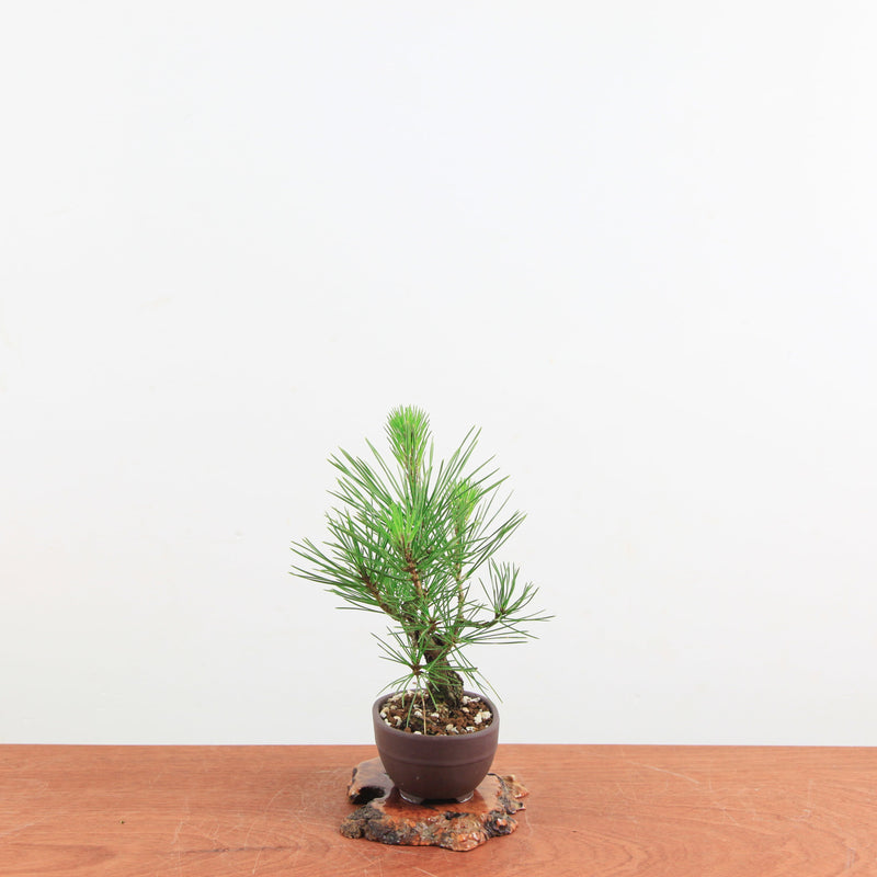 Bonsai Pinus thunbergii 'Kurume zwarte den' Corticosa