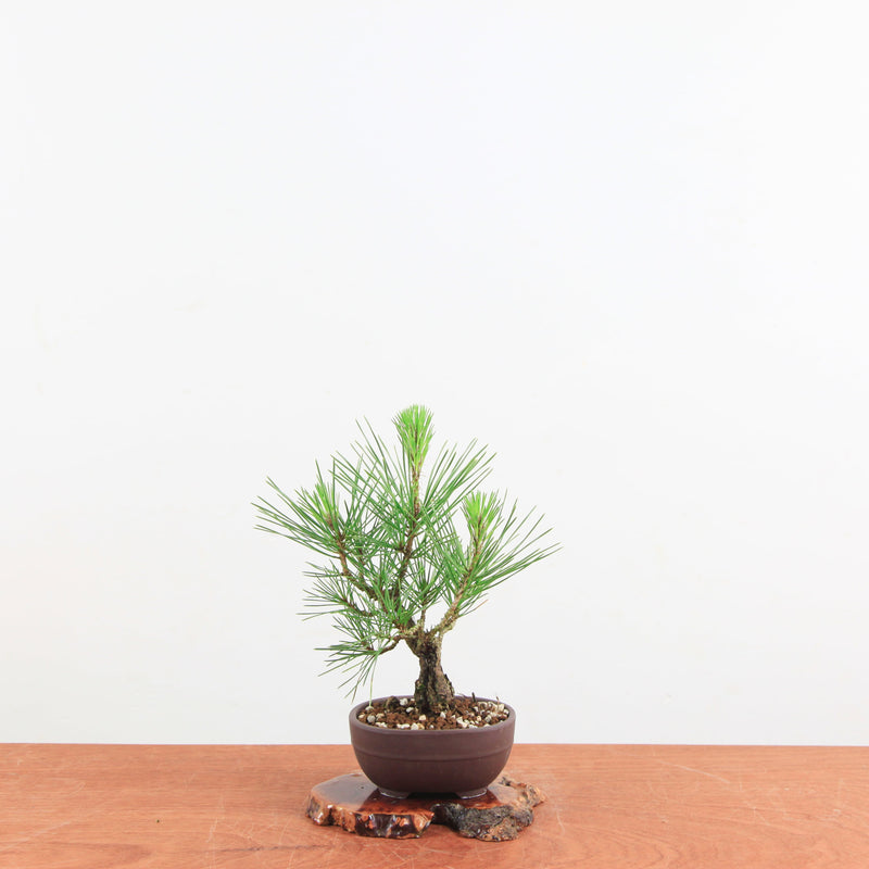 Bonsai Pinus thunbergii 'Kurume zwarte den' Corticosa