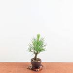 Bonsai Pinus thunbergii 'Kurume zwarte den' Corticosa