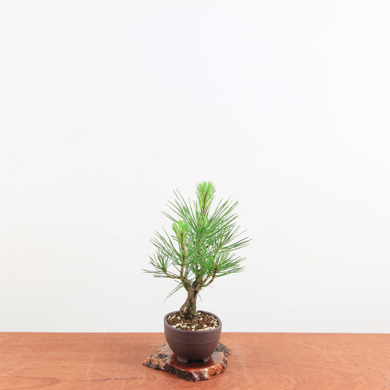 Bonsai Pinus thunbergii 'Kurume zwarte den' Corticosa