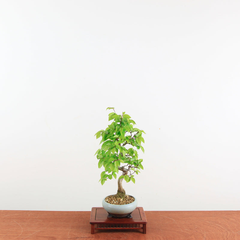 Bonsai Carpinus 'Turczaninowii'