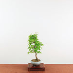 Bonsai Carpinus 'Turczaninowii'