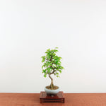 Bonsai Carpinus 'Turczaninowii'