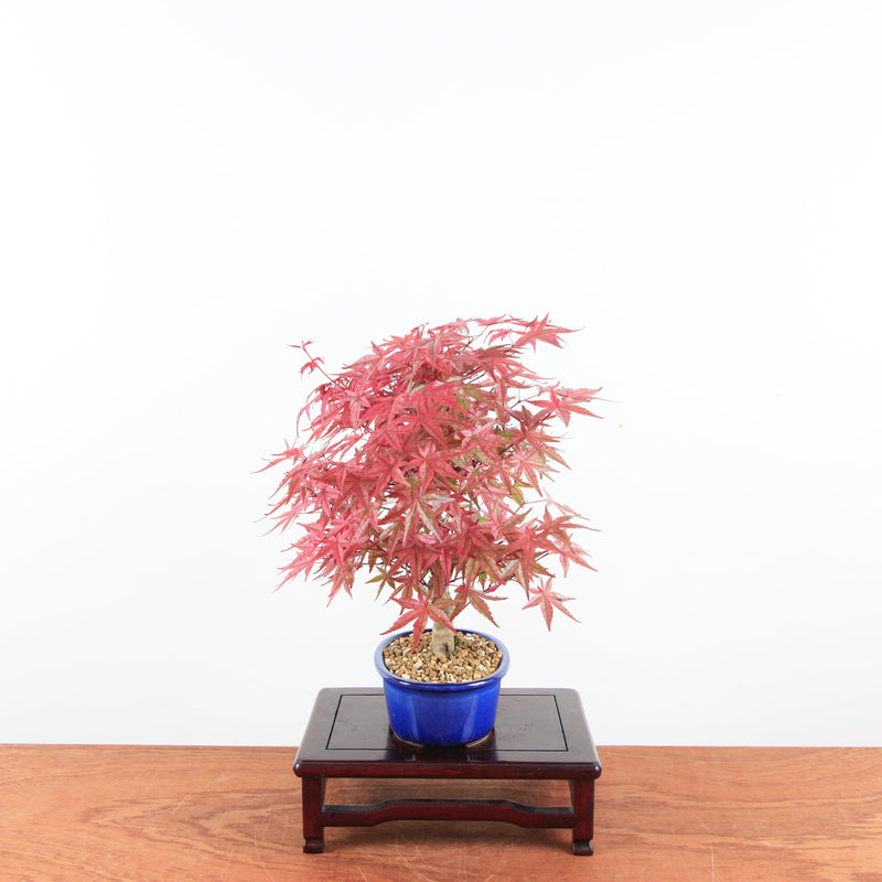 Bonsai Acer Palmatum 'Deshojo'
