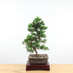 Bonsai Juniperus Chinensis