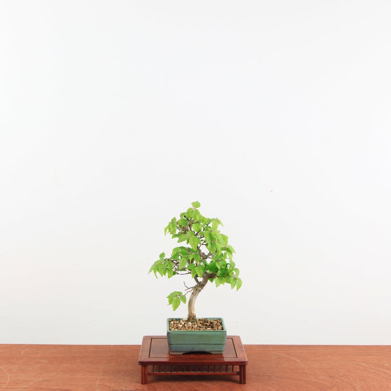 Bonsai Carpinus 'Turczaninowii'