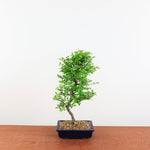 Bonsai Ulmus Parvifolia 'Japanse iep"