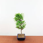 Bonsai Ulmus Parvifolia 'Japanse iep"
