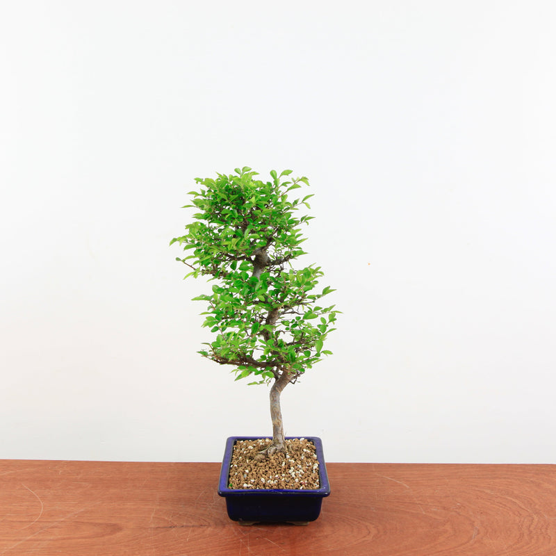 Bonsai Ulmus Parvifolia 'Japanse iep"