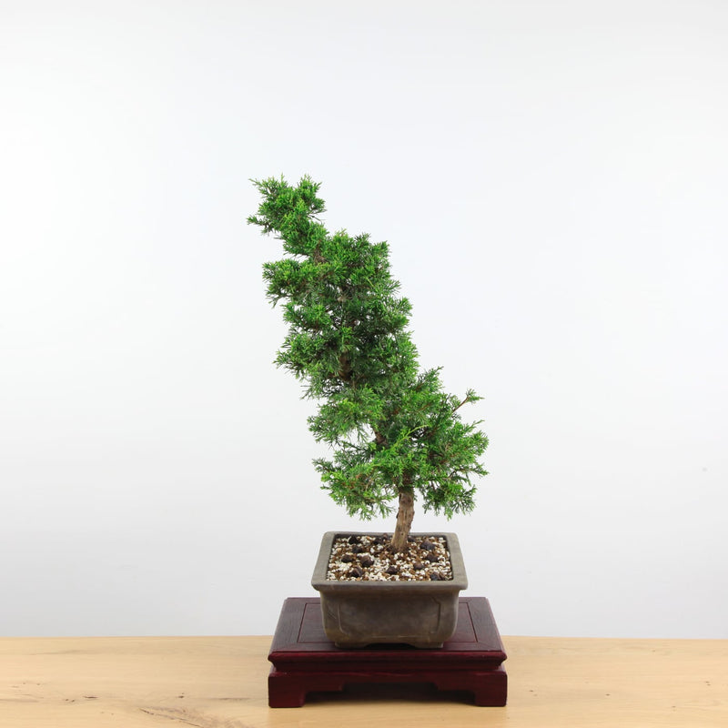 Bonsai Juniperus Chinensis