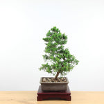 Bonsai Juniperus Chinensis