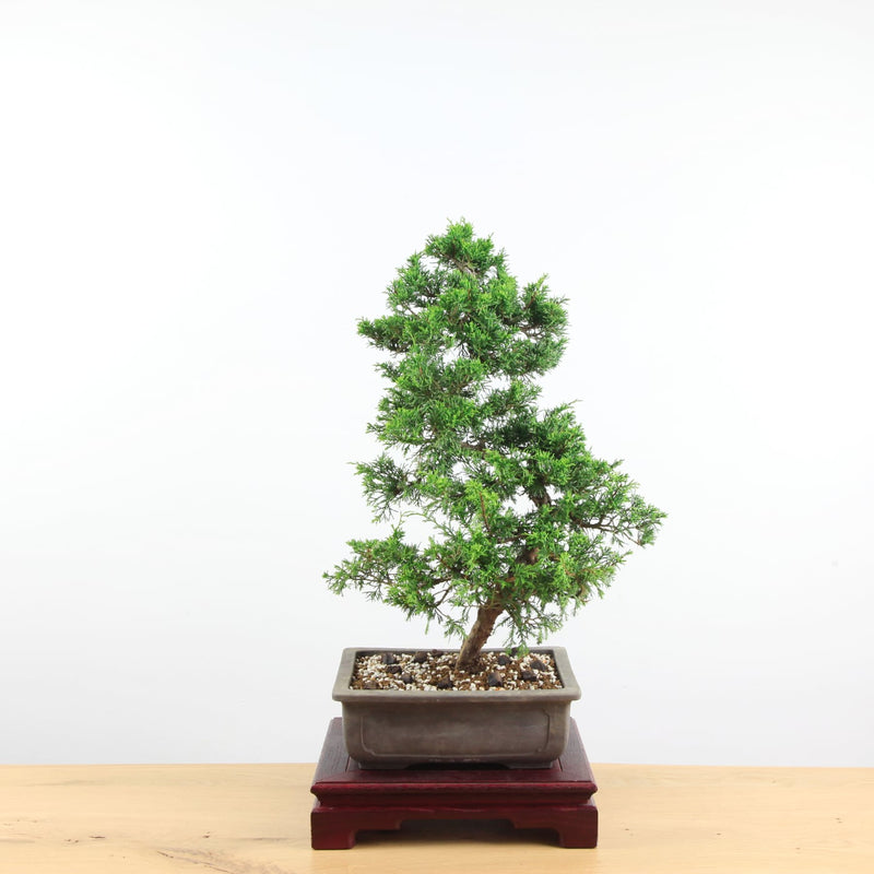 Bonsai Juniperus Chinensis 'itoigawa'