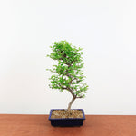 Bonsai Ulmus Parvifolia 'Japanse iep"