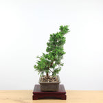 Bonsai Juniperus 'Sinensis'