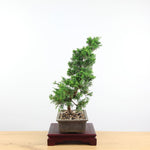 Bonsai Juniperus Chinensis