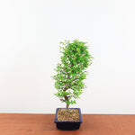 Bonsai Ulmus Parvifolia 'Japanse iep"