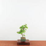 Bonsai Carpinus 'Turczaninowii'