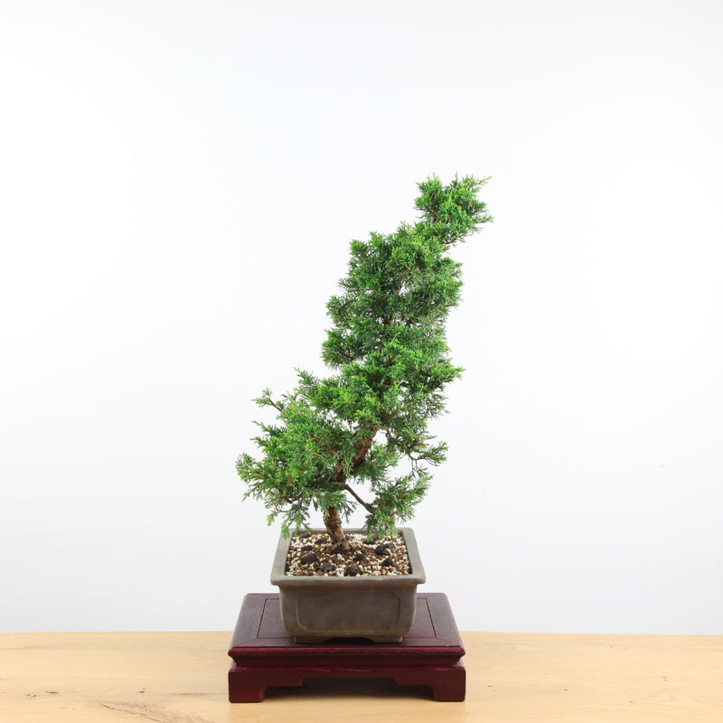 Bonsai Juniperus Chinensis 'itoigawa'