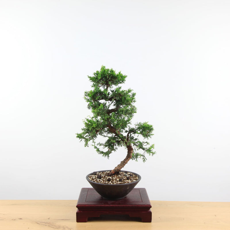 Bonsai Juniperus Chinensis