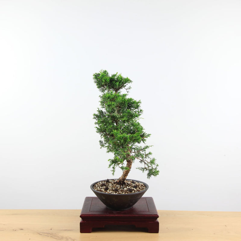 Bonsai Juniperus Chinensis