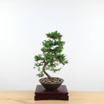 Bonsai Juniperus Chinensis