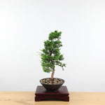 Bonsai Juniperus Chinensis