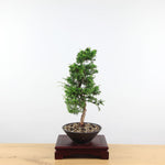 Bonsai Juniperus 'Sinensis'