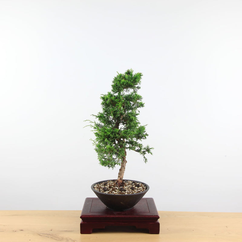 Bonsai Juniperus Chinensis