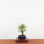 Bonsai Zelkova Nire 'Kurk iep'