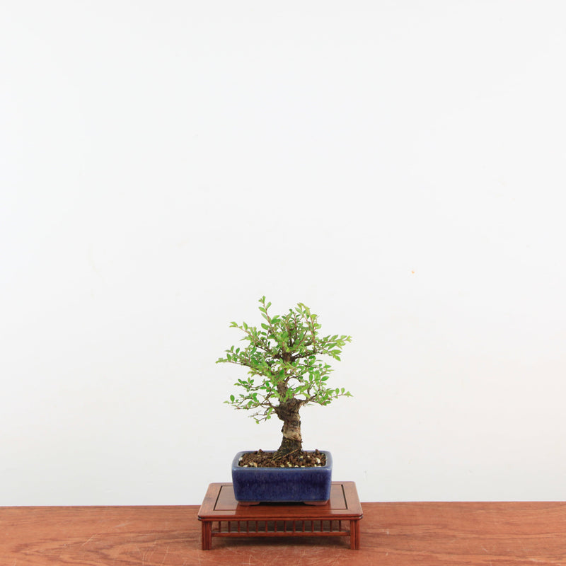 Bonsai Zelkova Nire 'Kurk iep'