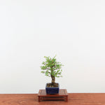 Bonsai Kurk iep 'Ulmus Parvifolia'