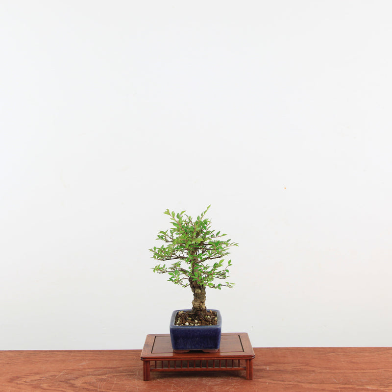 Bonsai Zelkova Nire 'Kurk iep'